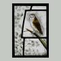 Barn owl   24 x 16 cm